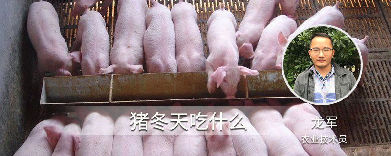 豬冬天吃什么