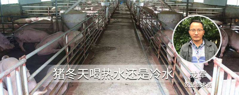 豬冬天喝熱水還是冷水