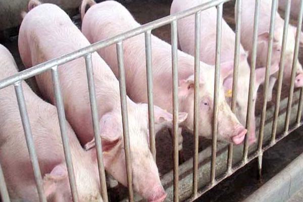 豬冬天喝熱水還是冷水