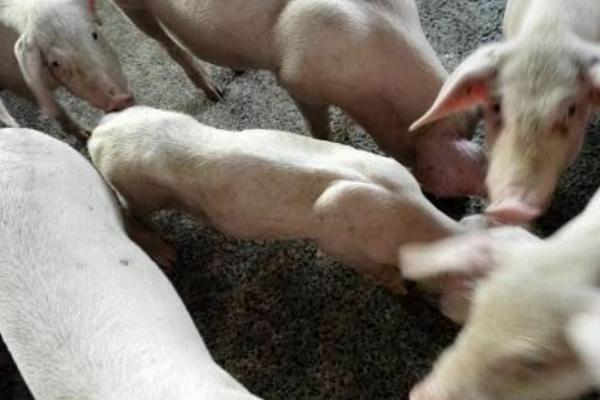 豬冬天喝熱水還是冷水