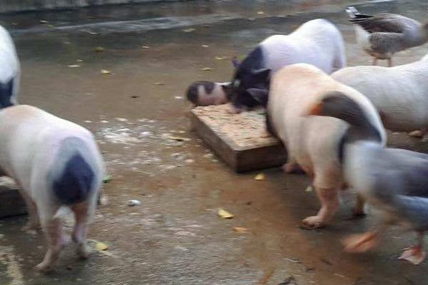 豬冬天喝熱水還是冷水