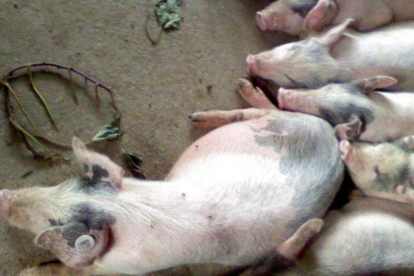 豬吃了就嘔吐的原因