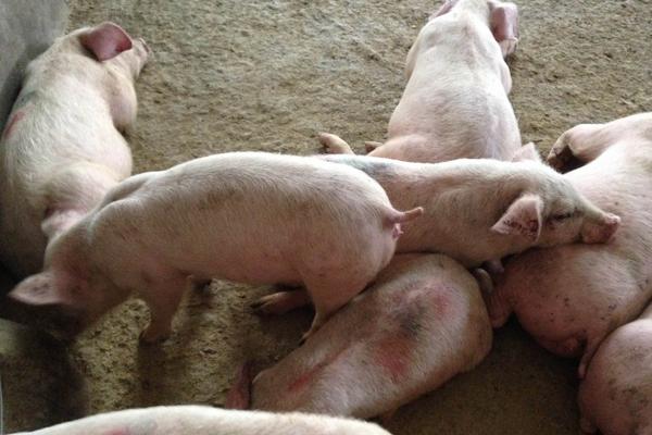 豬吃了就嘔吐的原因