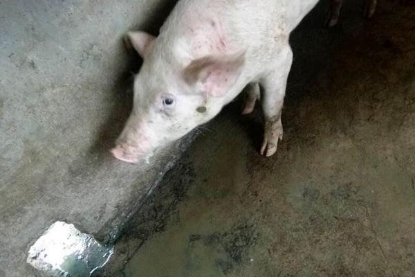 豬吃了就嘔吐的原因