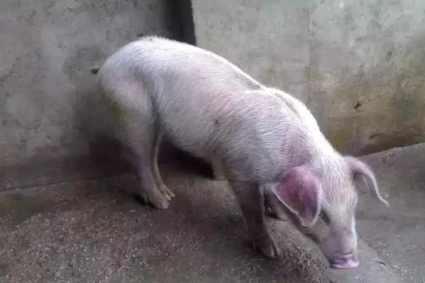 豬吃了就嘔吐的原因