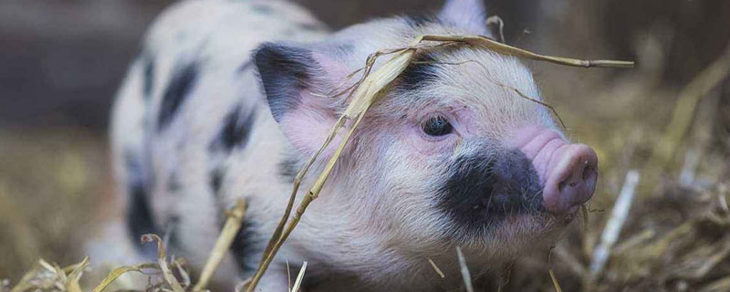 寵物豬吃什么
