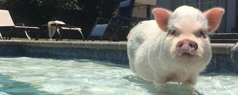 寵物豬能長多大