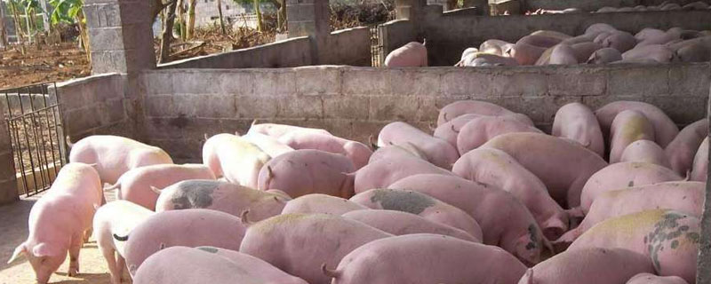 公豬不爬母豬怎么辦