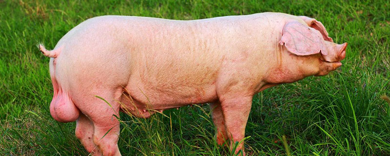 公豬精的存活時間