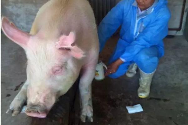 公豬精的存活時間