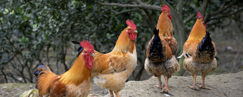 果園養(yǎng)雞好還是養(yǎng)鵝好