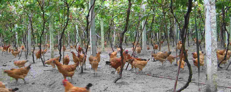 果園養雞密度