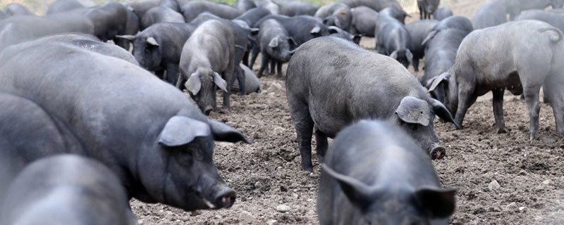 公豬睪丸炎治療方法