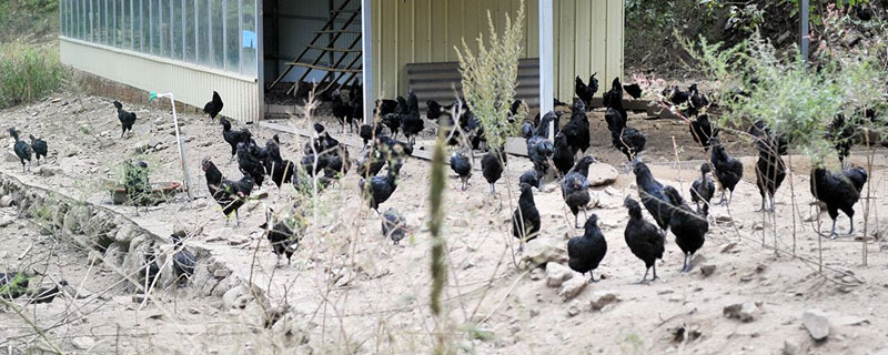 果園養雞怎么防鷹