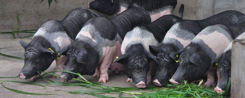 母豬懷孕多久生產