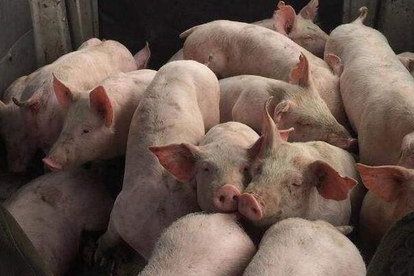 母豬懷孕多久生產