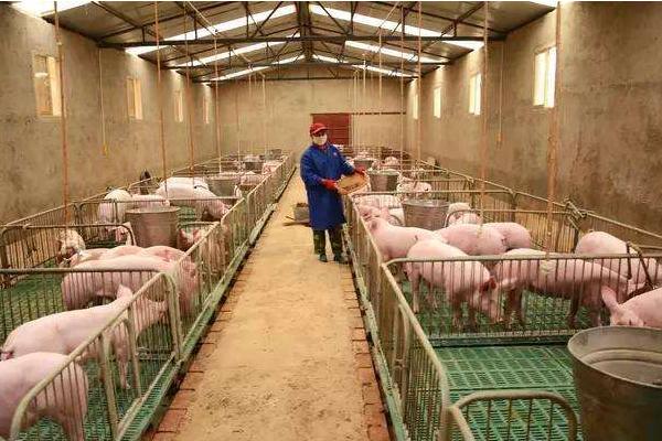 母豬懷孕多久生產