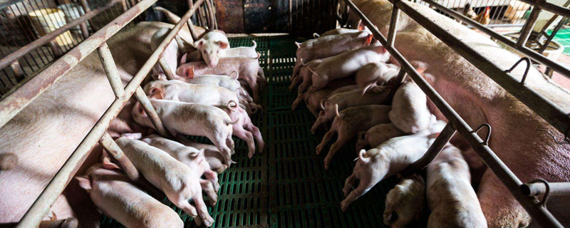 養豬好還是養羊好