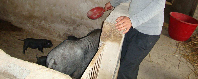 長期養(yǎng)豬對身體有害嗎