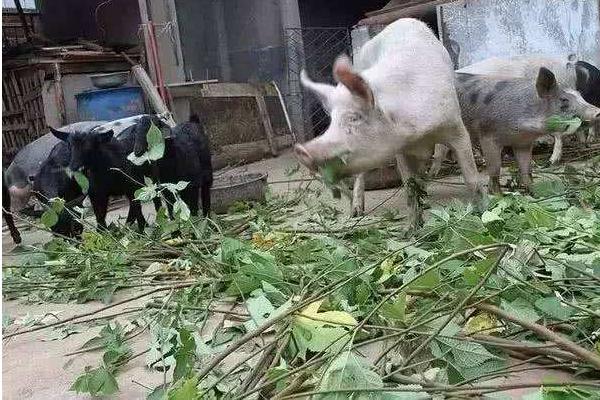 長期養(yǎng)豬對身體有害嗎