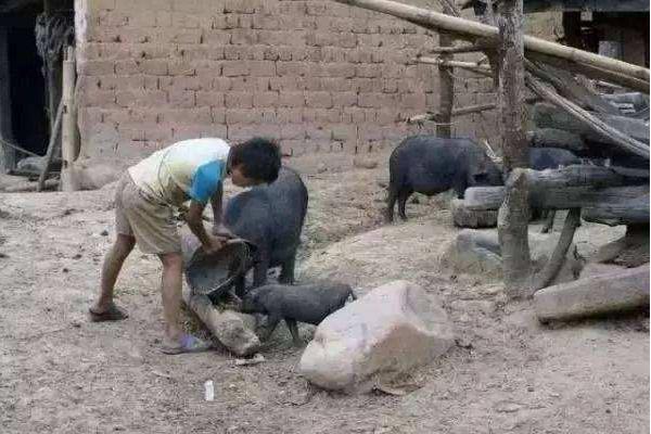 長期養(yǎng)豬對身體有害嗎