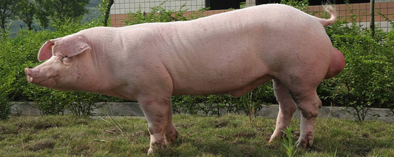 種公豬怎么選擇