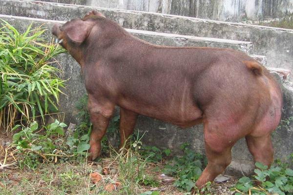 種公豬怎么選擇