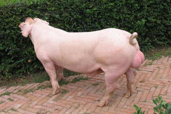 種公豬怎么選擇