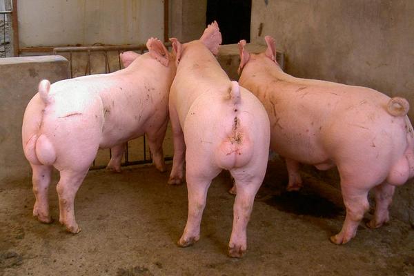種公豬怎么選擇