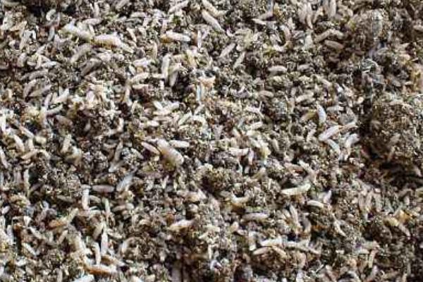 雞糞蟲要怎么處理