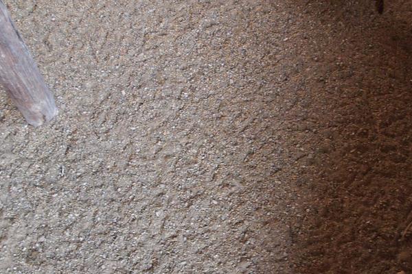 雞糞蟲要怎么處理