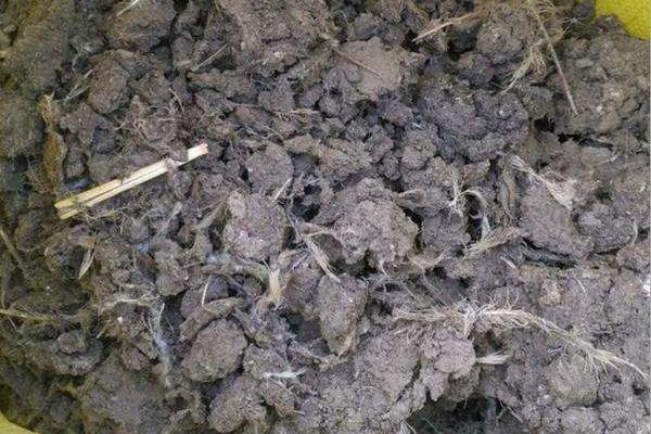 雞糞蟲要怎么處理