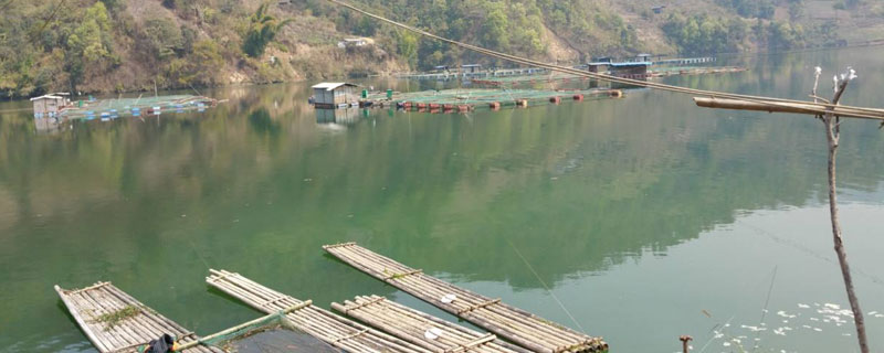 雞糞養(yǎng)魚技術