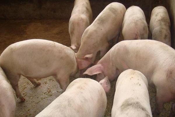 公豬肉有騷味怎么辦