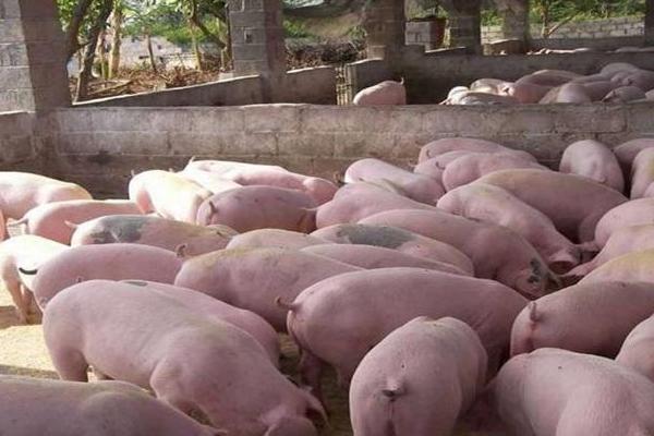 公豬肉有騷味怎么辦