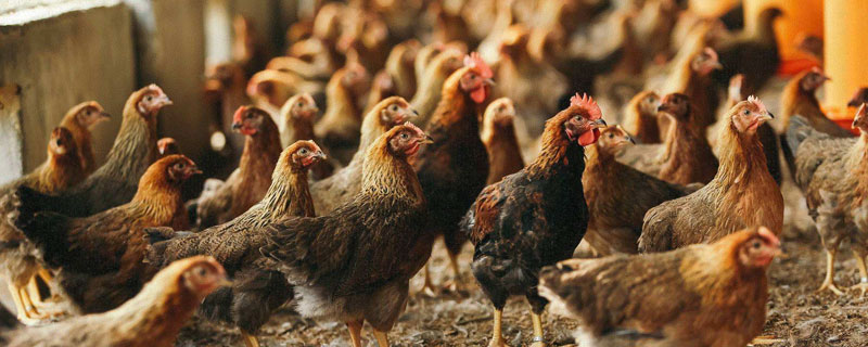 麻雞養(yǎng)殖利潤