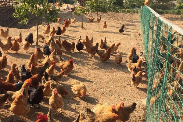 麻雞養(yǎng)殖技術