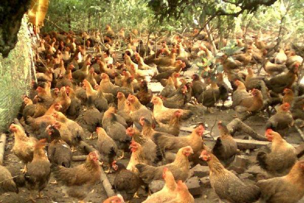 麻雞養(yǎng)殖技術