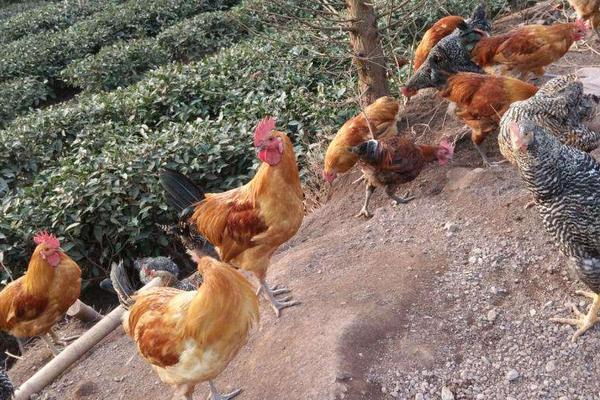 麻雞養(yǎng)殖技術