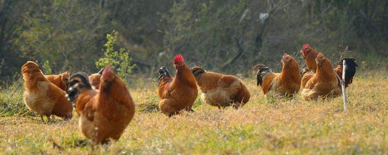 胡須雞的產(chǎn)地