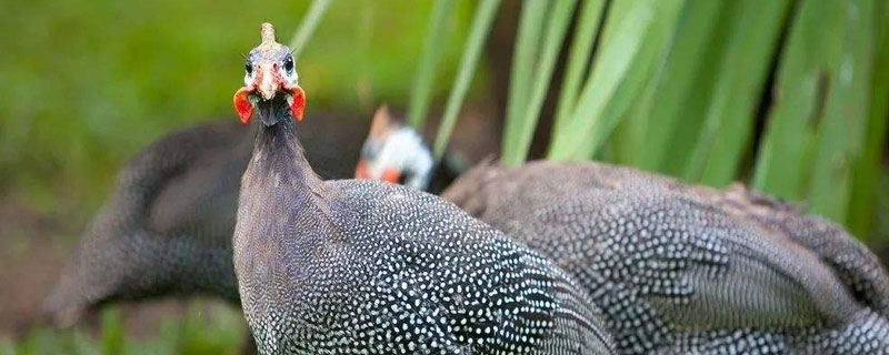 珍珠雞是保護動物嗎