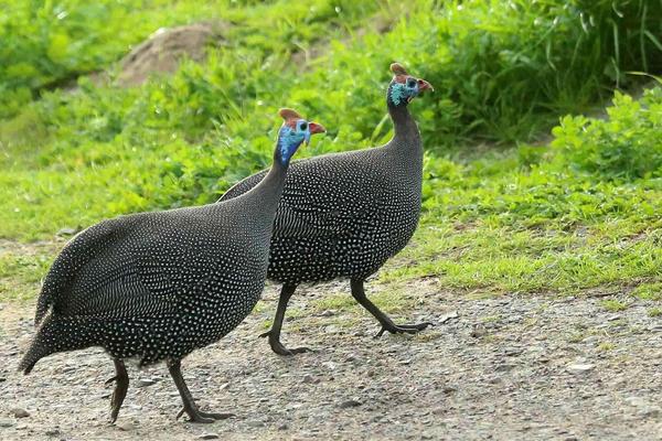 珍珠雞是保護動物嗎