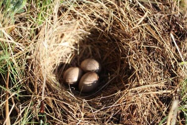 珍珠雞是保護動物嗎