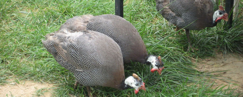 珍珠雞是什么雞