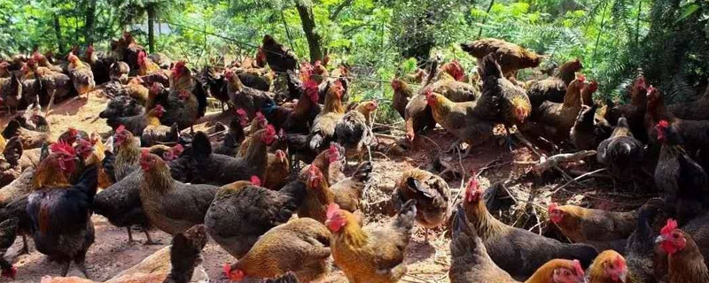 九斤紅和麻雞的區(qū)別