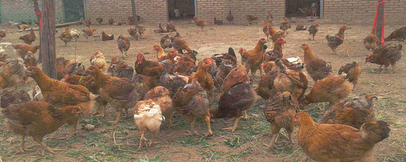 麻雞能長多少斤