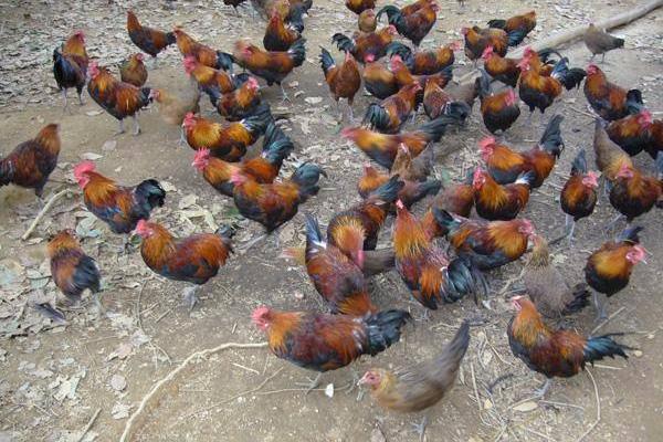 茶花雞的特點(diǎn)