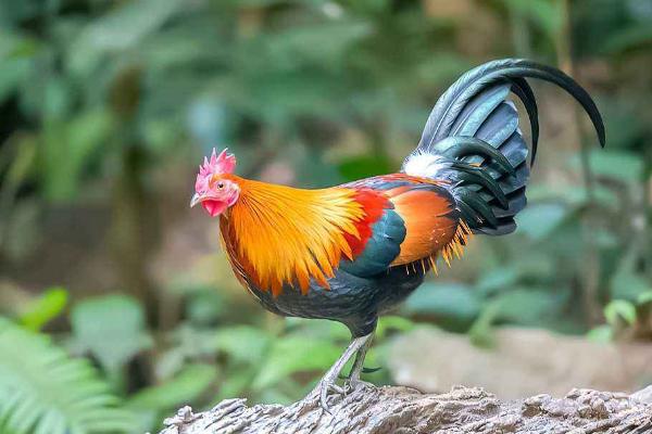 茶花雞的特點(diǎn)