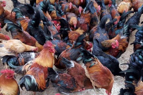 茶花雞的特點(diǎn)