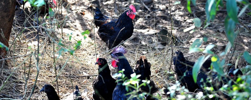 矮腳雞養(yǎng)殖技術(shù)